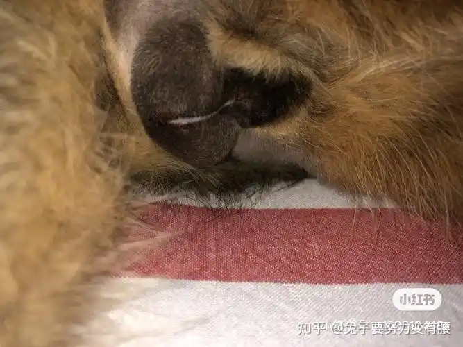 求公猫绝育后蛋蛋的图片? - 知乎