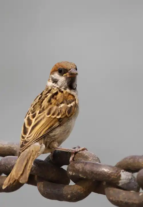 端午山村拍麻雀