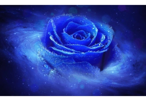 蓝玫瑰