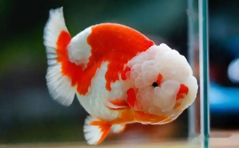 国寿选鱼之我见:从体型与栽头说起._兰寿