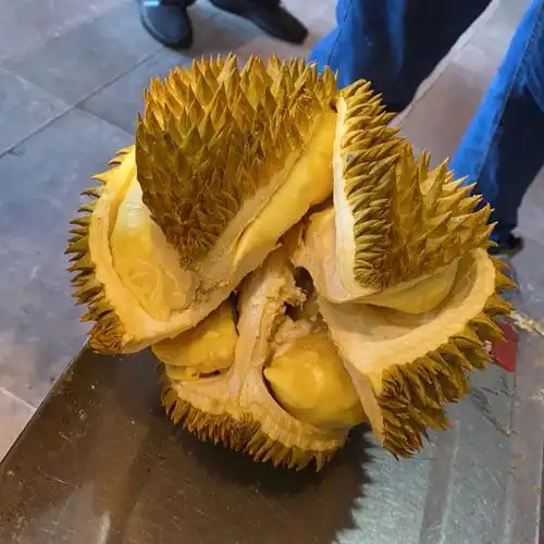 大家都在晒"最近开的榴莲",这出肉率,我怀疑榴莲是来报恩的