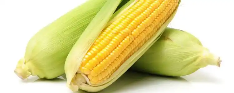 甜玉米香肠会胖吗鸭蛋和鲜玉米一起吃功效与作