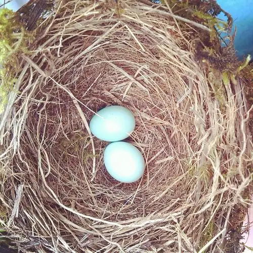 它大概半个瓶盖大小.