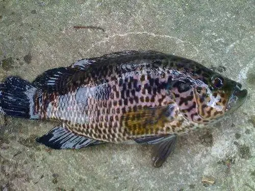 每天认识一种鱼(72)丨淡水石斑鱼:水中花老虎,潜力大无穷