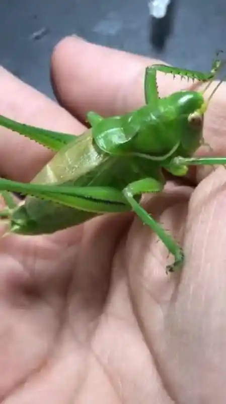 这只蝈蝈颜色翠绿,好像塑料玩具一样,真漂亮!