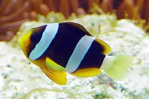 小丑鱼有哪些种类几种常见的小丑鱼欣赏