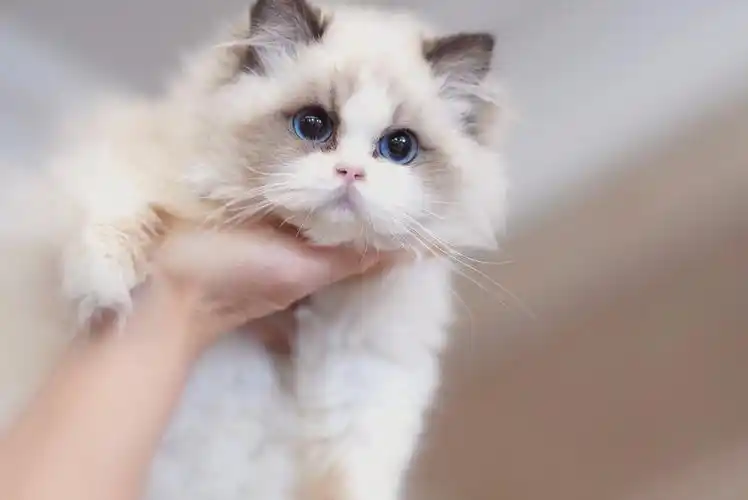 布偶猫小苹果妹妹