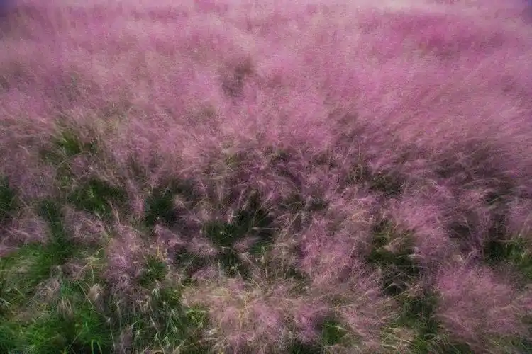如梦似幻这片3万平方米的粉黛乱子草花海开了