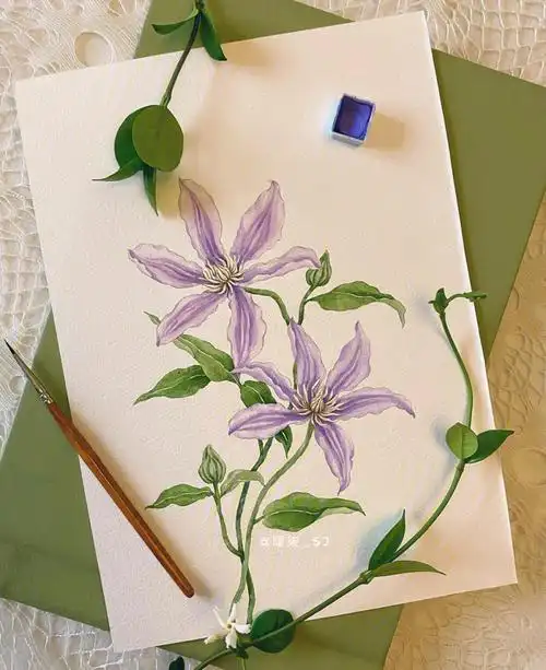 手绘花卉铁线莲