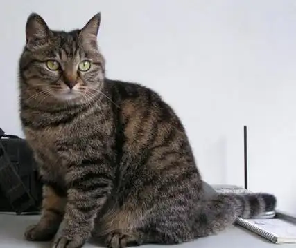 组图中国猫美图征集狸花组20