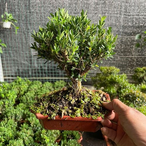 雀舌黄杨盆景镇宅室内绿化盆栽岭南盆景