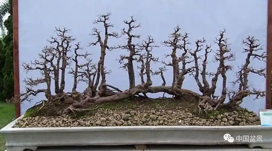曾宪烨:连根丛林盆景造型图解