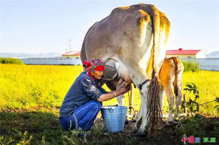 正在挤奶的当地牧民