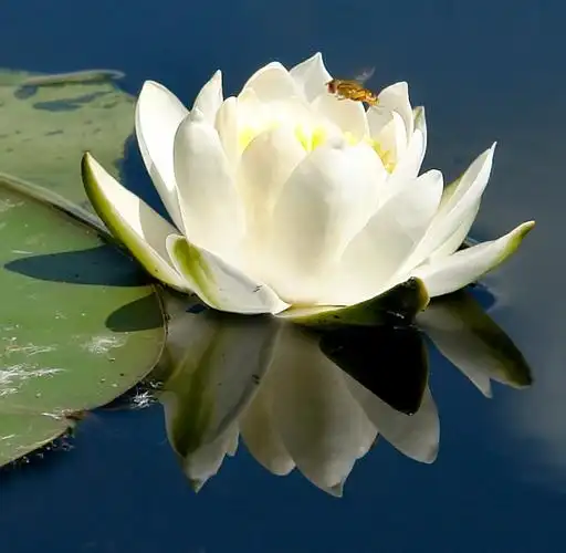 河中白色荷花图片下载,高清图片