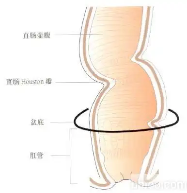 覆盖;中1/3前面有腹膜,并向前反折形成直肠膀胱陷凹或直肠子宫陷凹;下