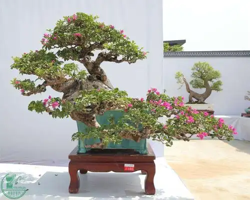 何伟源 乐从盆景协会 紫霞绕月 三角梅 65×80×80 金奖img_0620.jpg