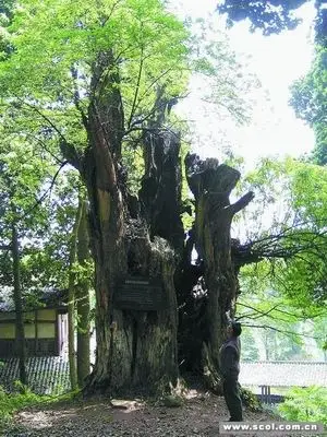 千年银杏枯木逢春图
