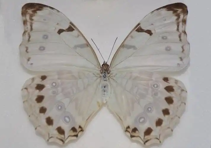 p>大白闪蝶(学名:morpho luna),鳞翅目 a href="#">蛱蝶科 /a>闪蝶属