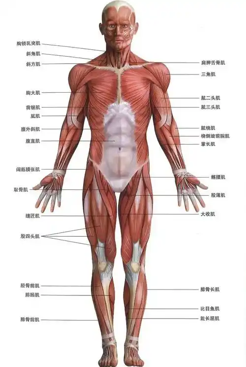 尊重肌肉生长,一文告诉你增肌所需要知道的!_训练_动作_锻炼