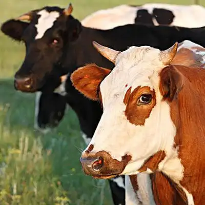 真牛头像用牛做头像的图片好不好