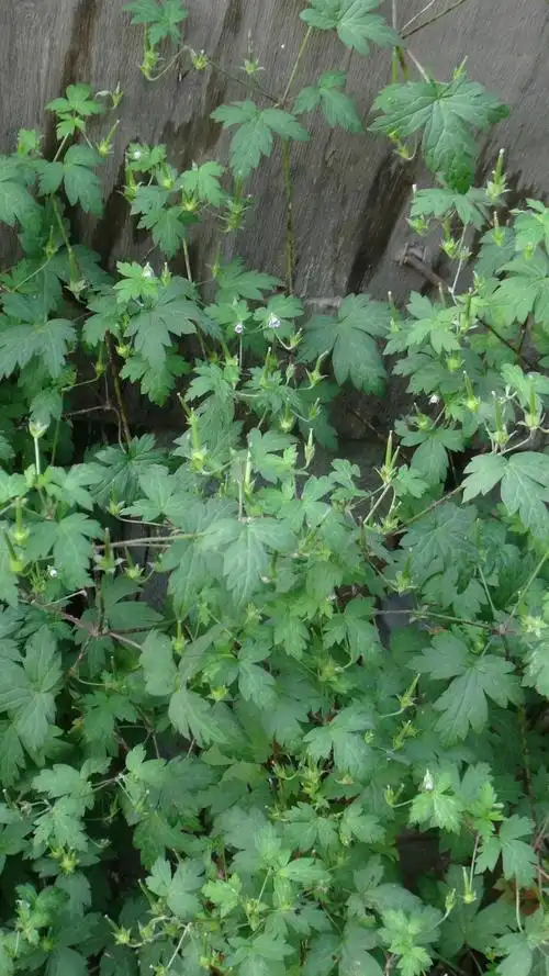 日月峡中草药637老鹳草1
