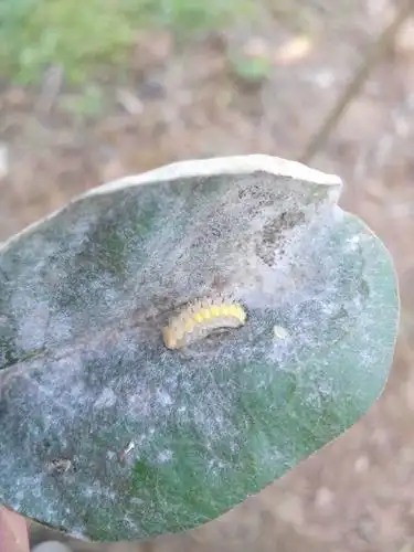 紫荆树叶上有蚜虫,还有这种白色的是怎么回事