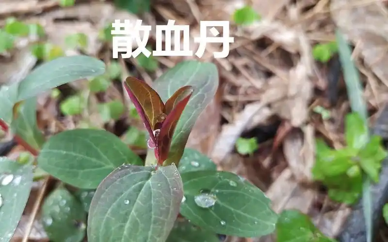 农村稀少的"散血丹",原来价值这么高,在你的家乡有吗?