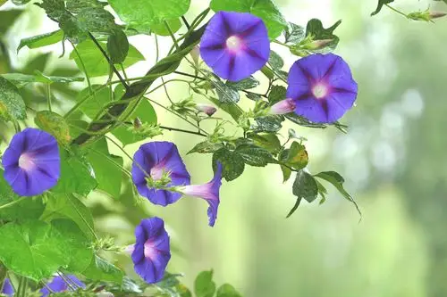 树枝藤蔓牵牛花