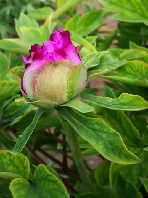 牡丹多姿的花苞