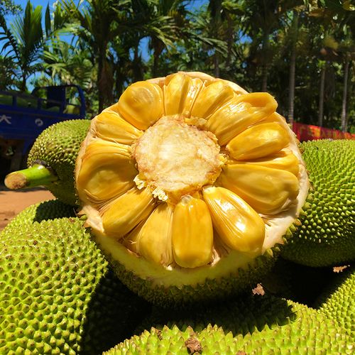 海南三亚黄肉菠萝蜜当季特产新鲜水果40斤整个菠萝蜜