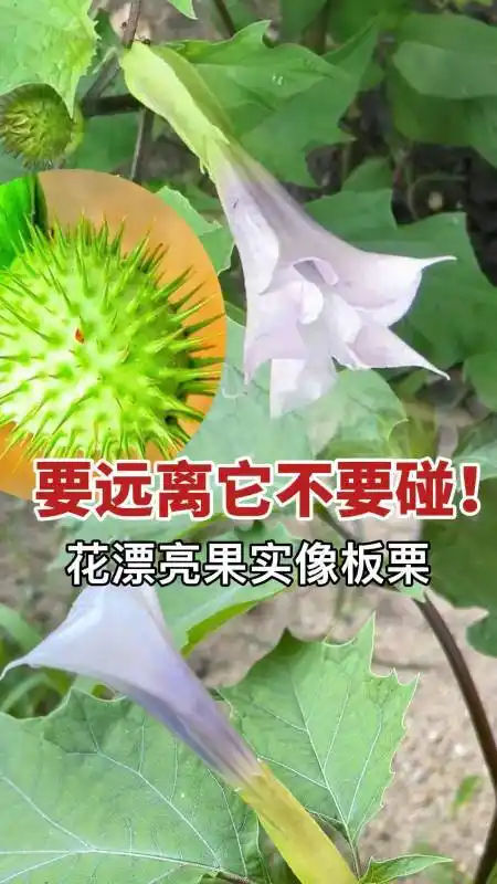 具有神秘色彩的植物曼陀罗它的花漂亮果实像板栗虽然也有价值但也要