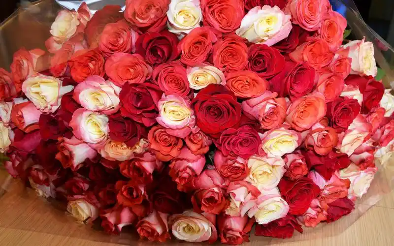 许多玫瑰花,红色和白色 壁纸