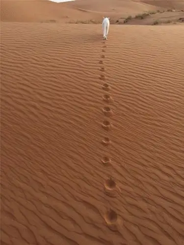 光看喵的脚印就能懂它们为何能轻松行走高处?猫咪果然很厉害!