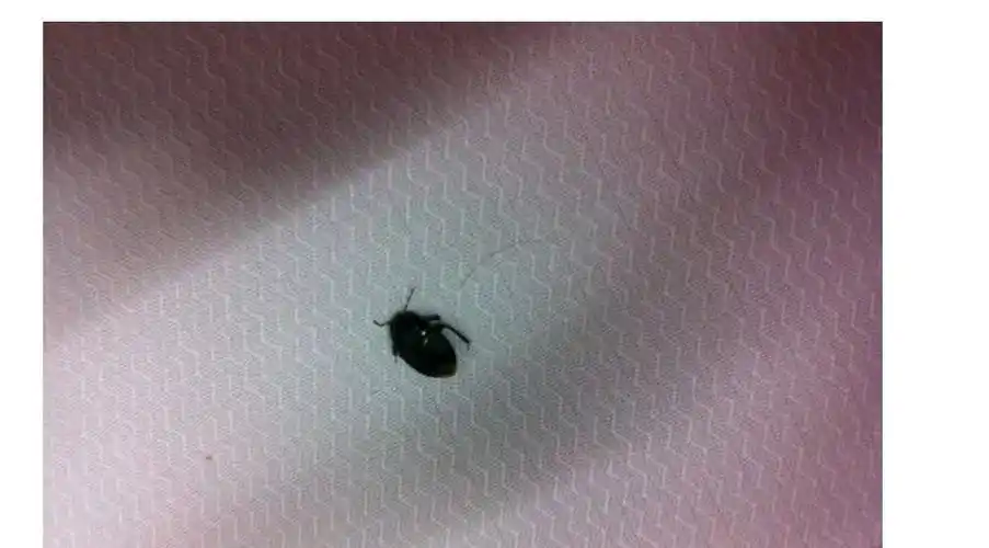 今天家里露台上好多这种黑色会飞的硬壳虫子,直往房间里钻 老干部闲聊