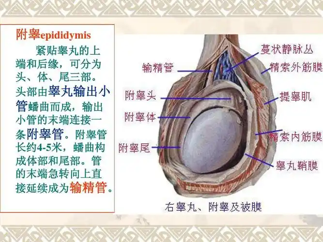 男性生殖系统超声诊断ppt课件