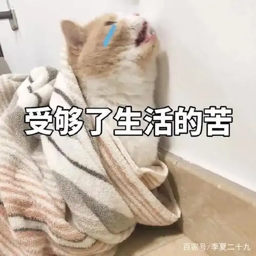 生活不易 猫猫叹气