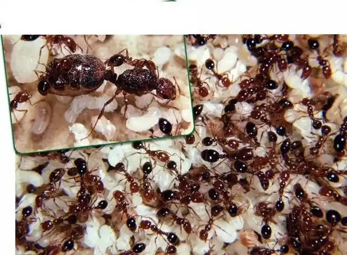 番禺红火蚁灭治 灭治红火蚁 广州灭治红火蚁