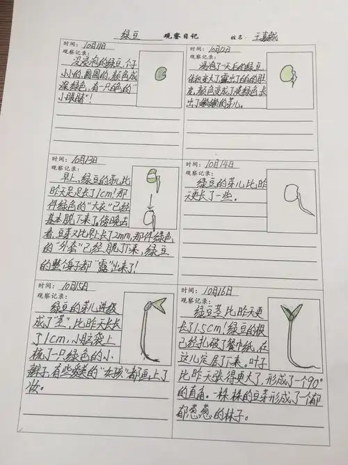 【观察日记】小豆芽成长记(副本)