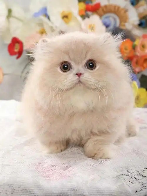 乳色拿破仑短腿猫弟弟未来种公首选