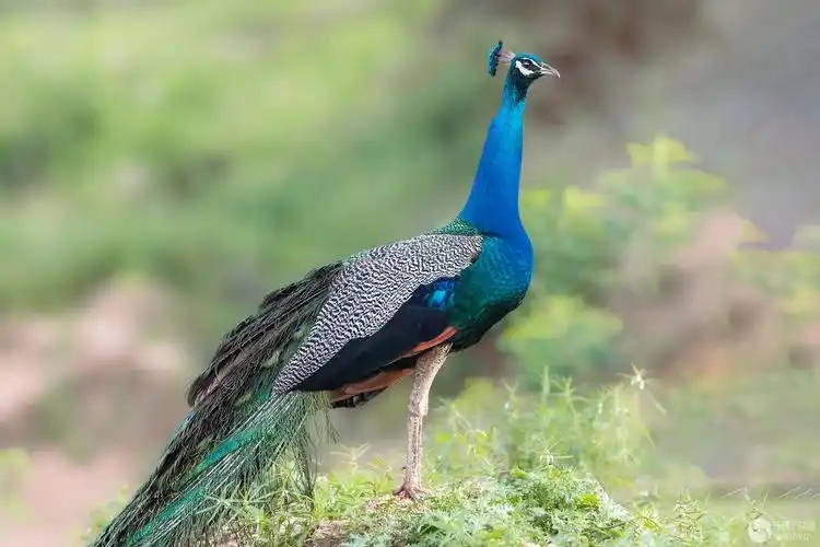 绿孔雀一展雄风