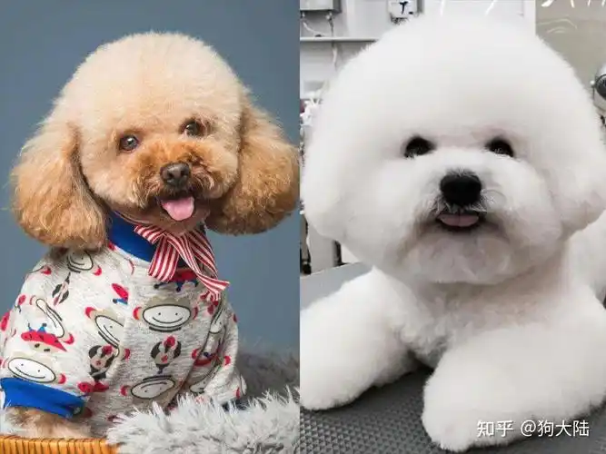 还不会分比熊和泰迪跟我一起找不同吧