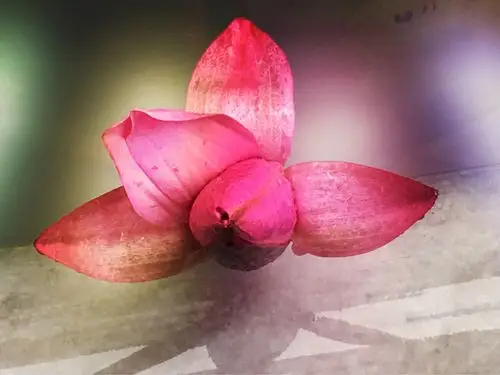 红花睡莲竞相绽放…….【手机随拍】