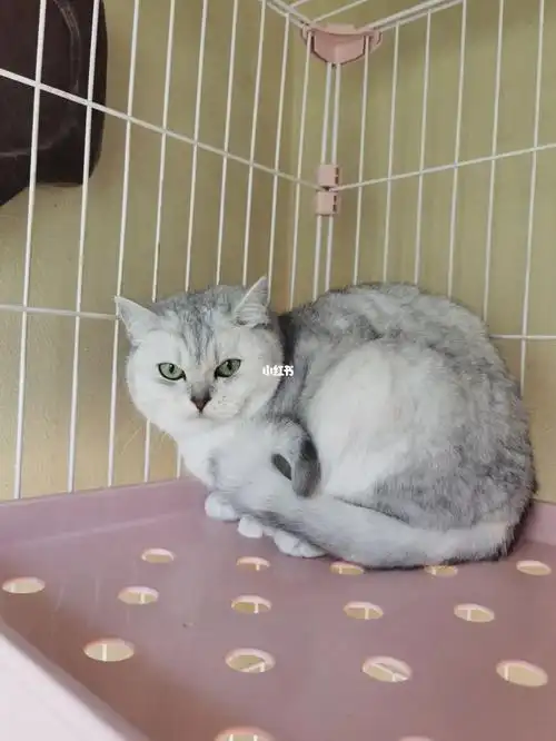 银渐层妹妹无偿领养昆明同城