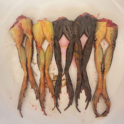 东北母林蛙腿 新剪活蛤蟆腿 长白山林蛙冰鲜500克包邮 正宗雪蛤腿