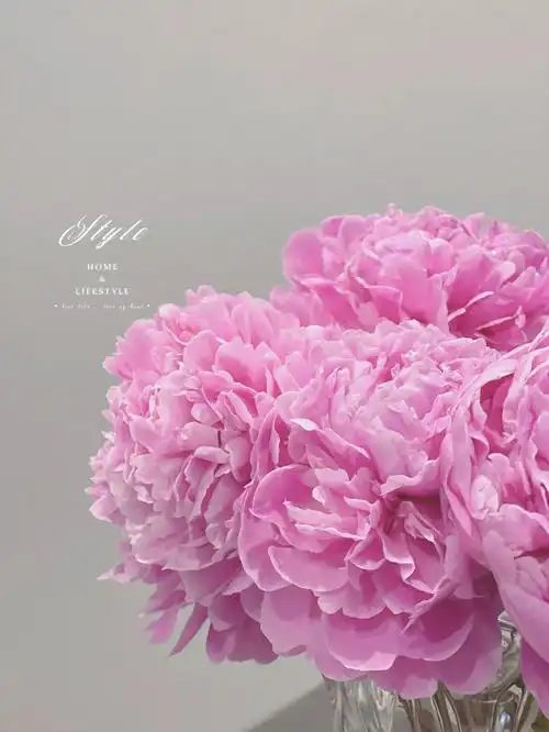 芍药五月的粉色炸弹