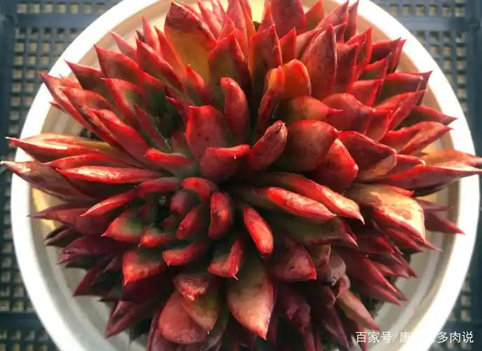 没有草原我们也可以有野马——多肉野马东云,冬天红起来特别的野