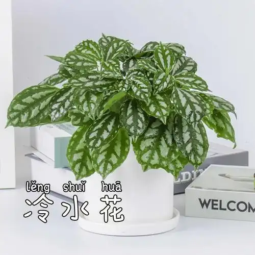 每天认识一款植物冷水花