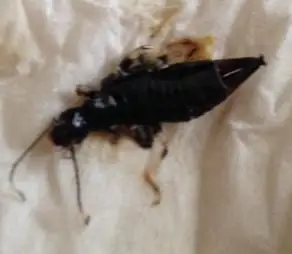 谁知道这是什么白色的小飞虫?我们这里漫天都飞舞着这样的虫子.开.