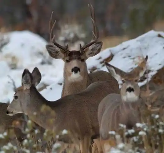 protecting sage grouse habitat: does it benefit mule deer