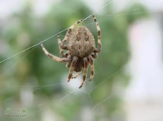 6蜘蛛_脚印_中国河北省张家口市涿鹿县342省道_六只脚